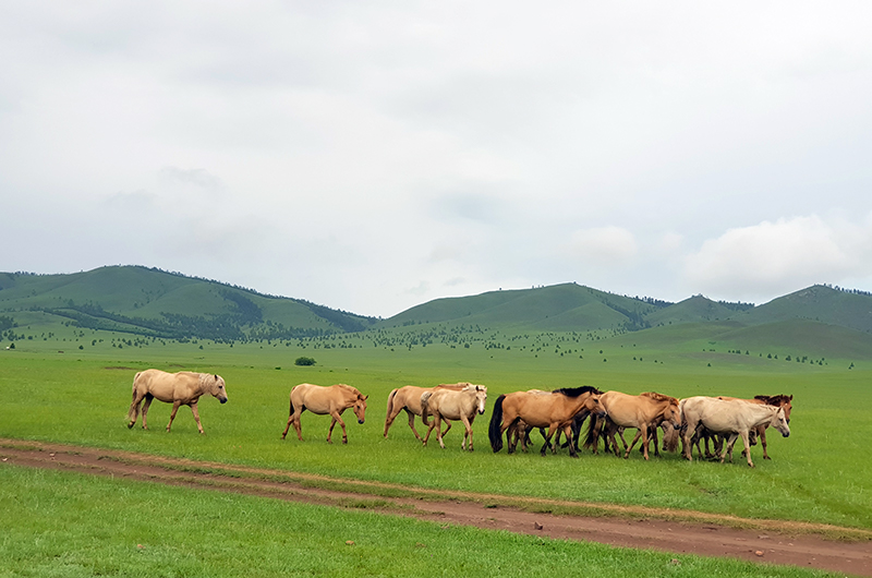 Grazling Mongolian horses